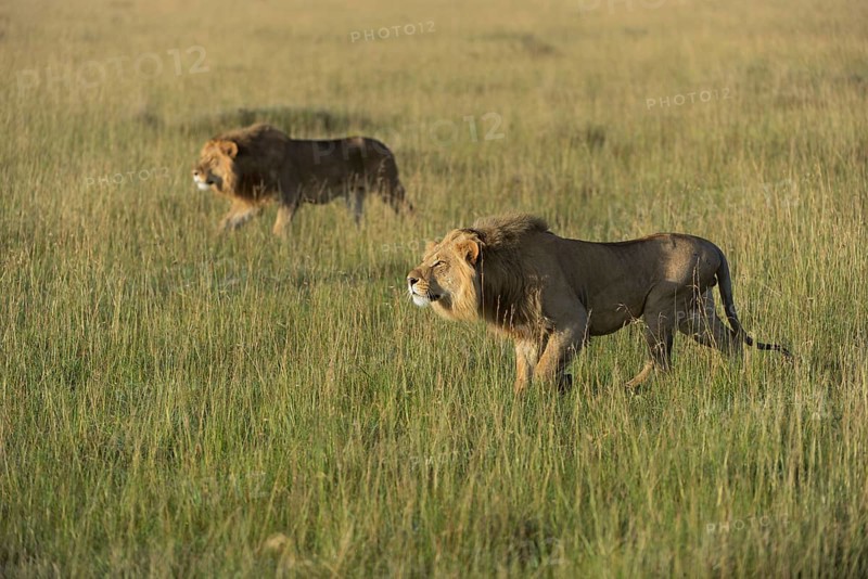 Two nomadic male lions