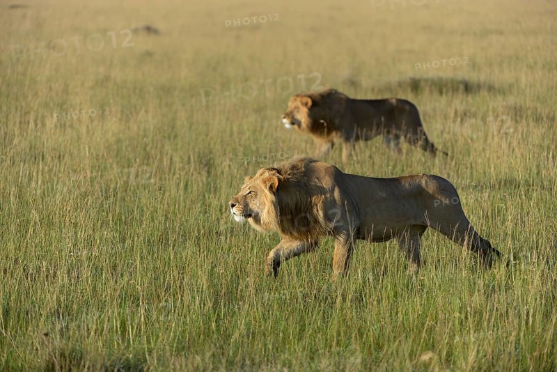 Two nomadic male lions