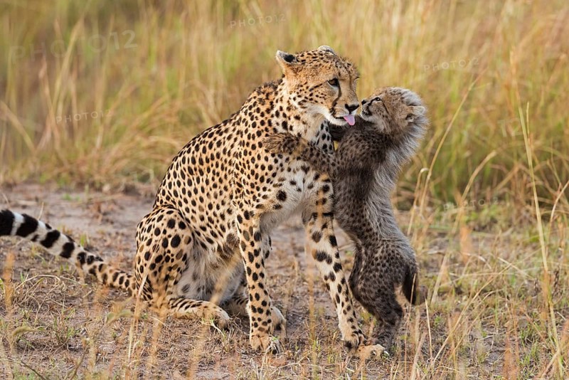 Cheetahs