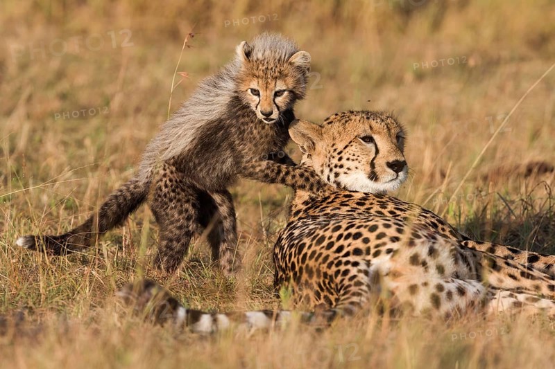 Cheetahs