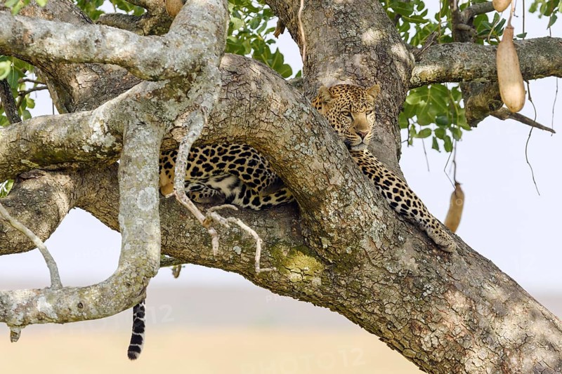 Leopard