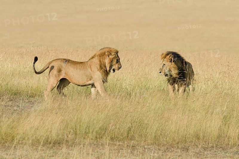 Two male lions