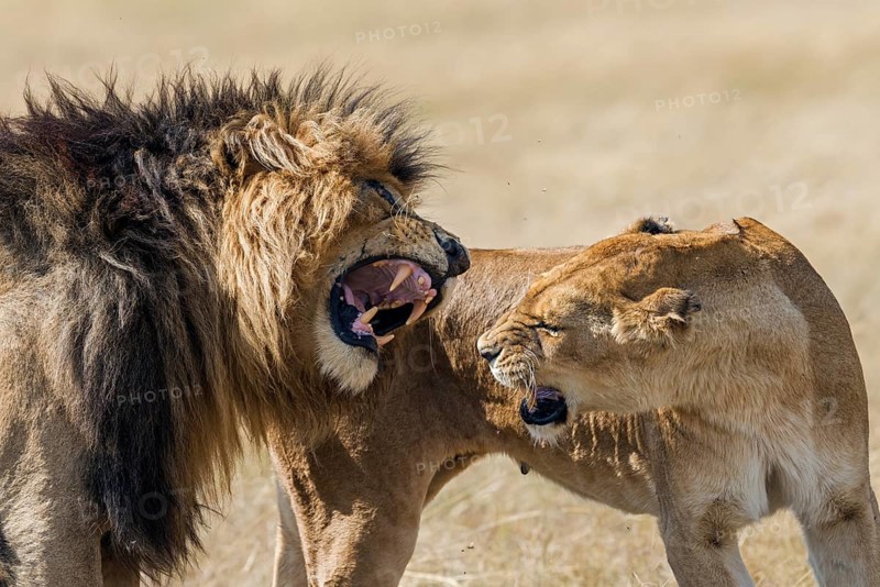 Lions