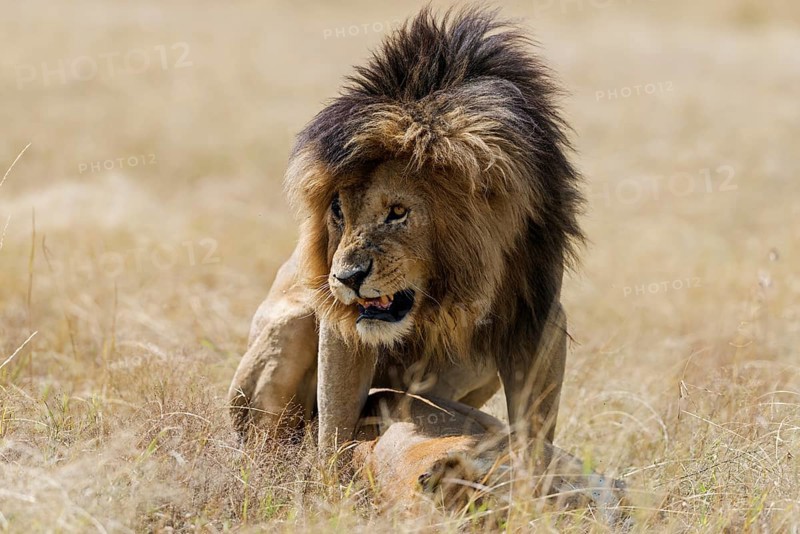 Lions