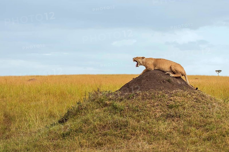 Lioness