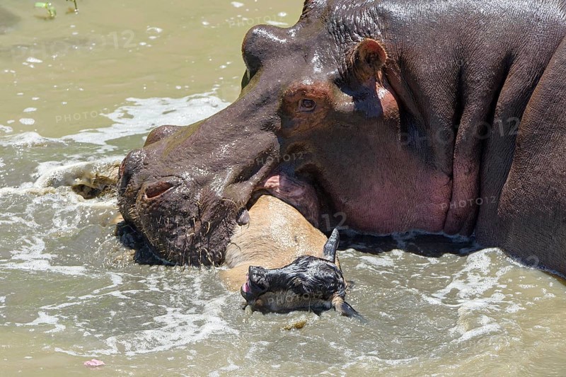 Hippopotamus