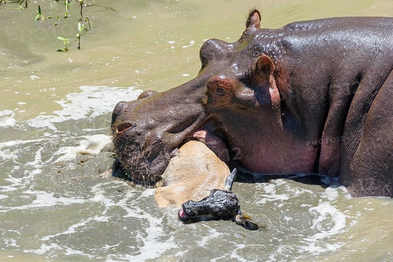 Hippopotamus