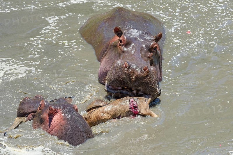 Hippopotamuses