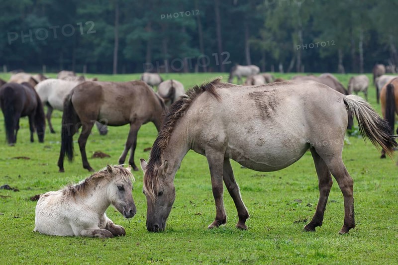 Dulmen ponies