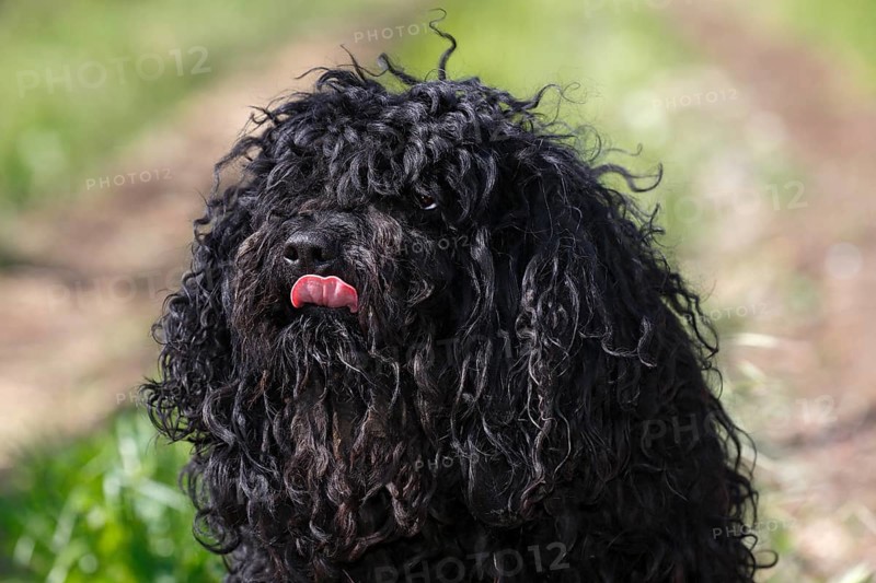Puli
