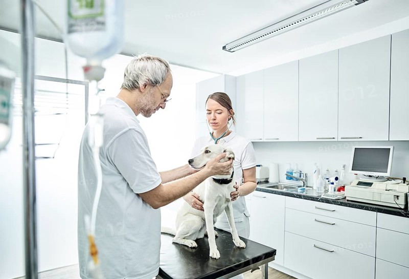 Vets examining dog in veterinary practice
