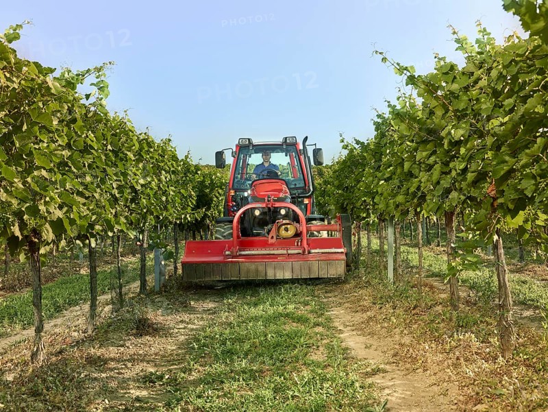 Tractor with a mower driving between the vines