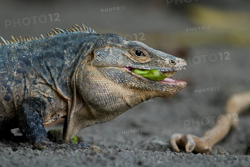 Black spiny-tailed iguana