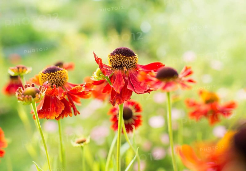 Common sneezeweed