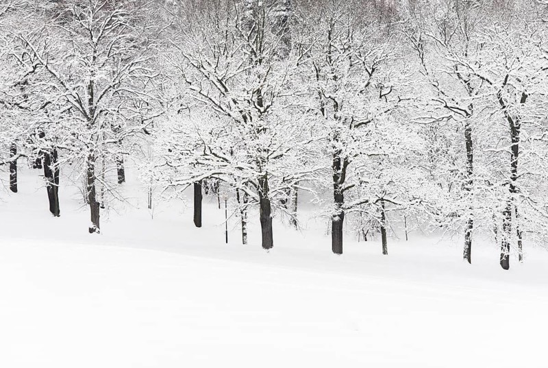Winter in the Haga Park