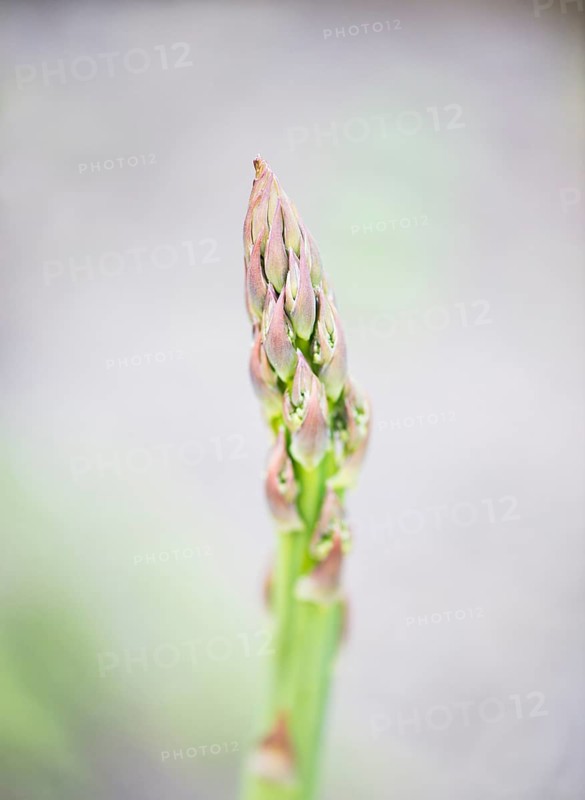 Asparagus growing in vegetable garden