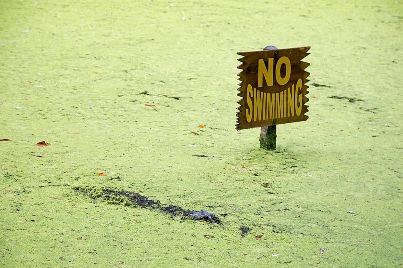 Alligator in a lagoon