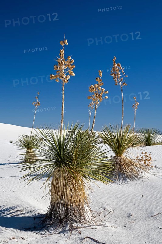 Soaptree Yucca
