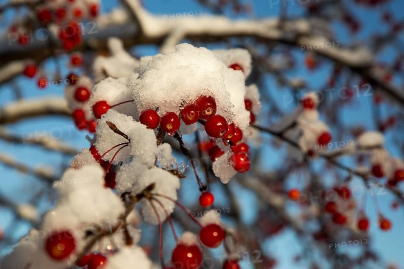 Siberian crab apple