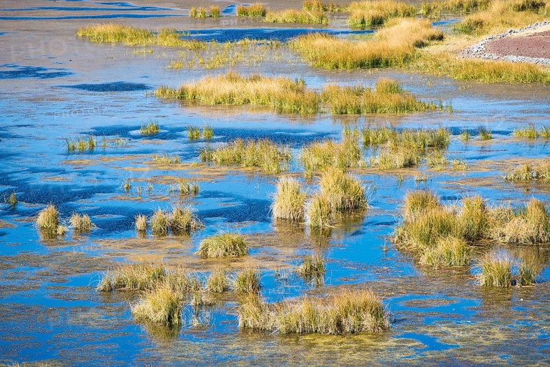 Reeds in water