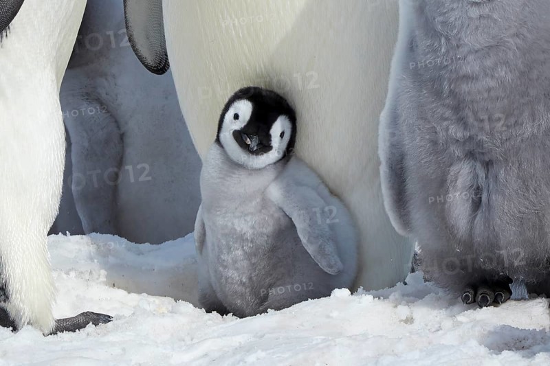Emperor penguins