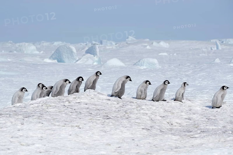 Emperor penguins