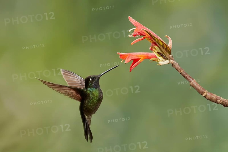 Magnificent Hummingbird