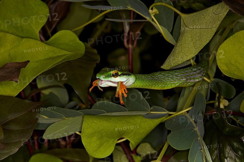 Mexican parrot snake