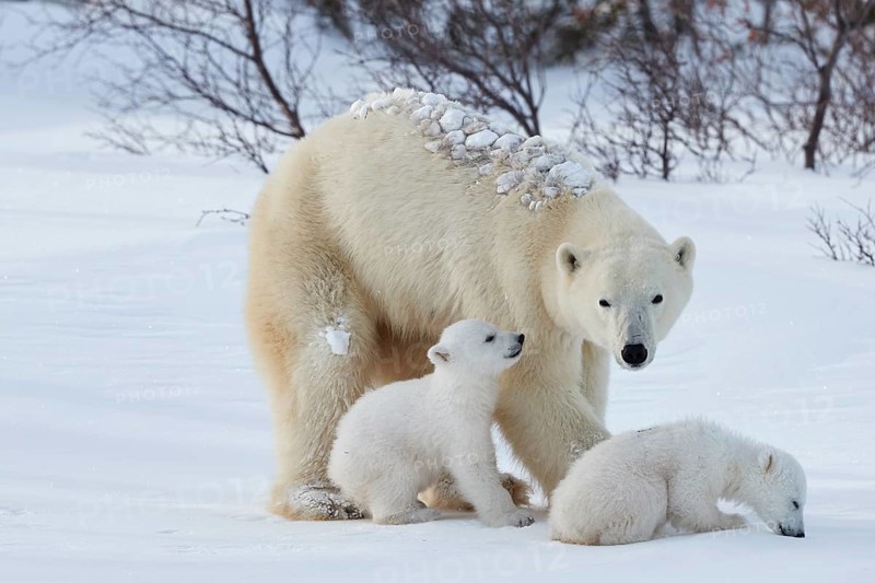 Polar bears