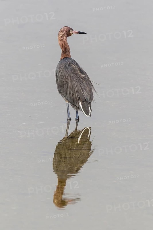 Reddish egret