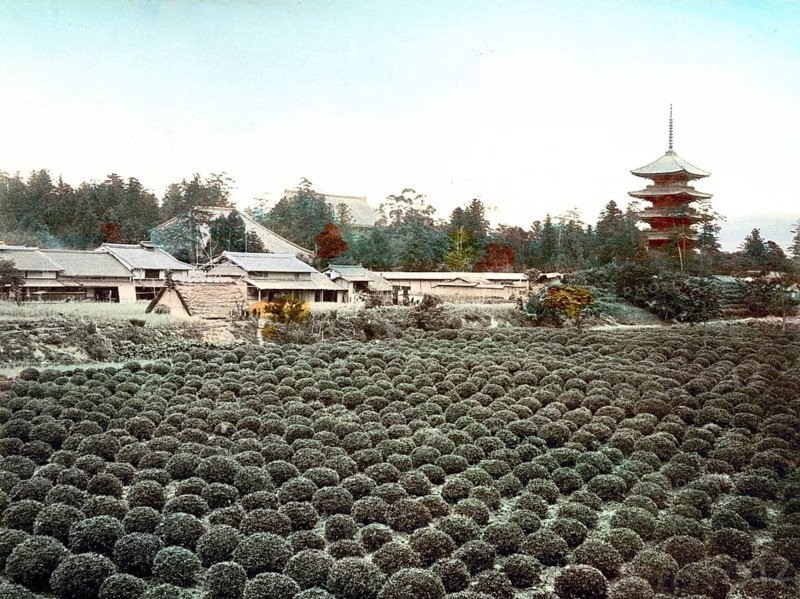 Tea field