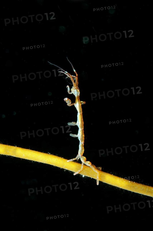 Skeleton shrimp or ghost shrimp (Caprella linearis)