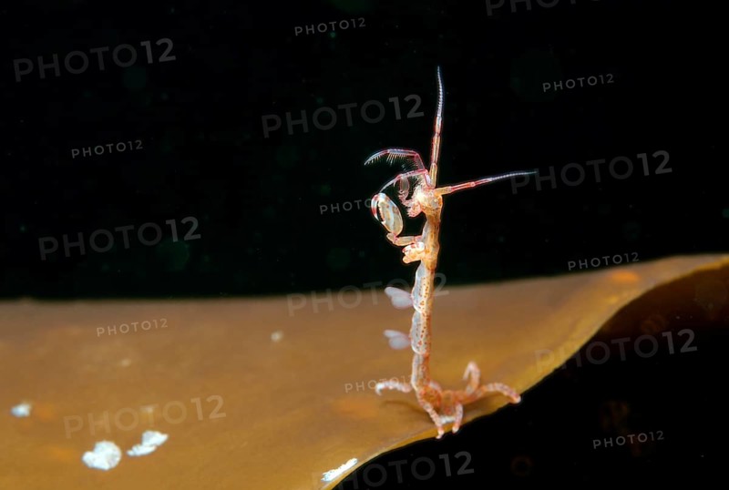 Skeleton shrimp or ghost shrimp (Caprella linearis)