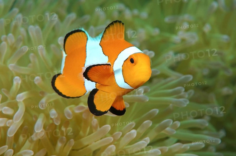 Orange Clownfish (Amphiprion percula)