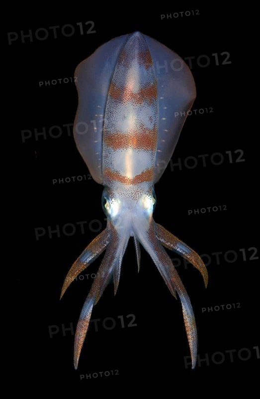 Bigfin Reef Squid