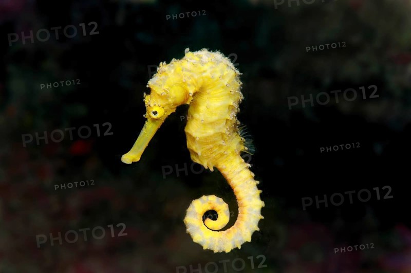 Spotted Seahorse (Hippocampus kuda)