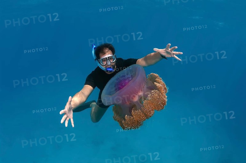 Snorkler looking at Cauliflower Jellyfish or Crown Jellyfish (Cephea cephea) Indian Ocean