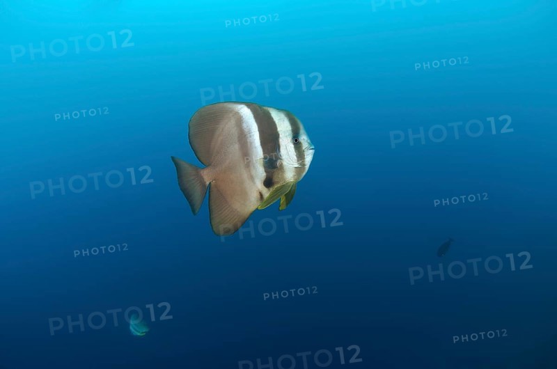 Orbicular Batfish
