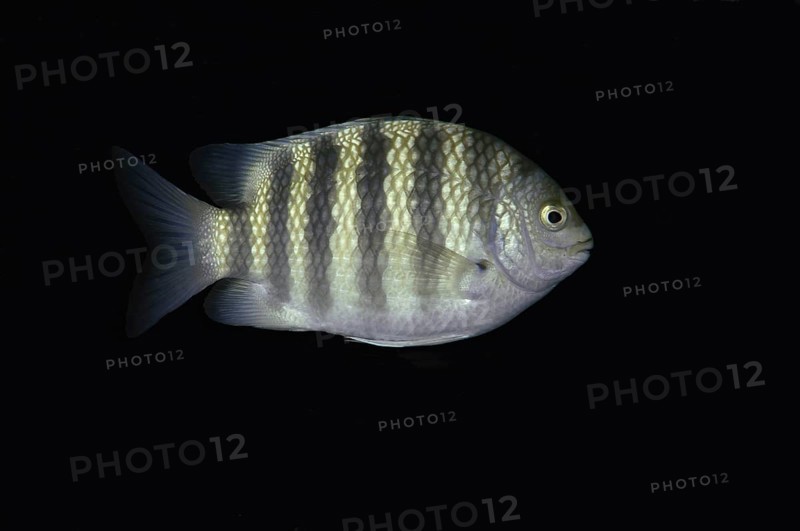 Sevenband damselfish