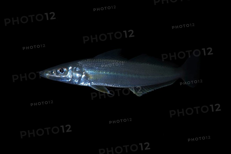 Silver sillago