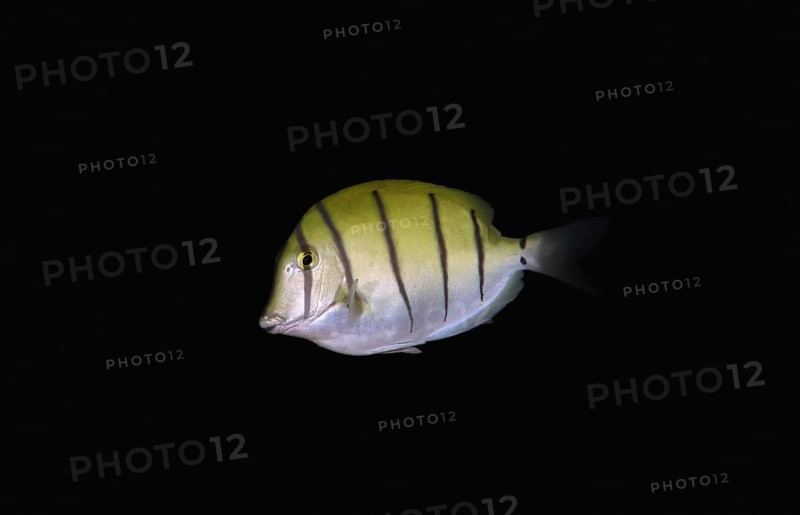 Convict tang
