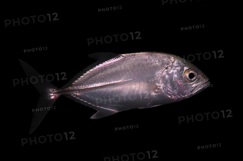 Bigeye trevally