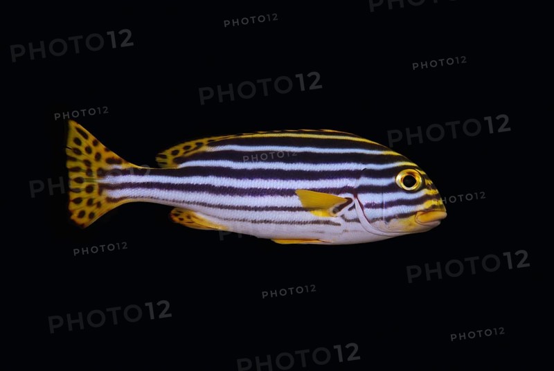 Yellowbanded sweetlips