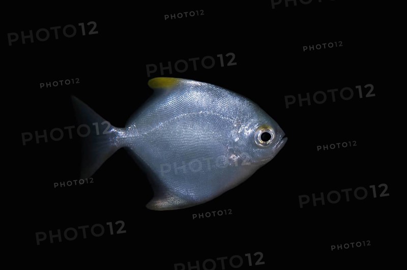 Silver moony