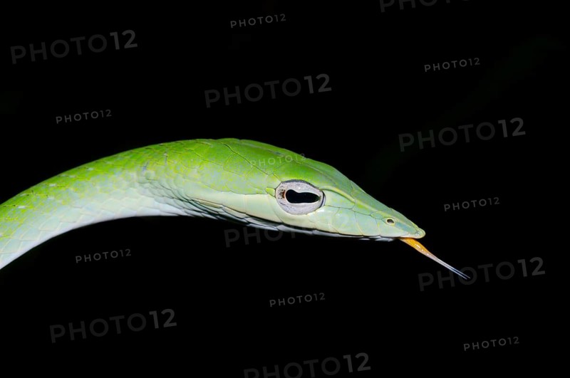 Long-nosed Tree Snake