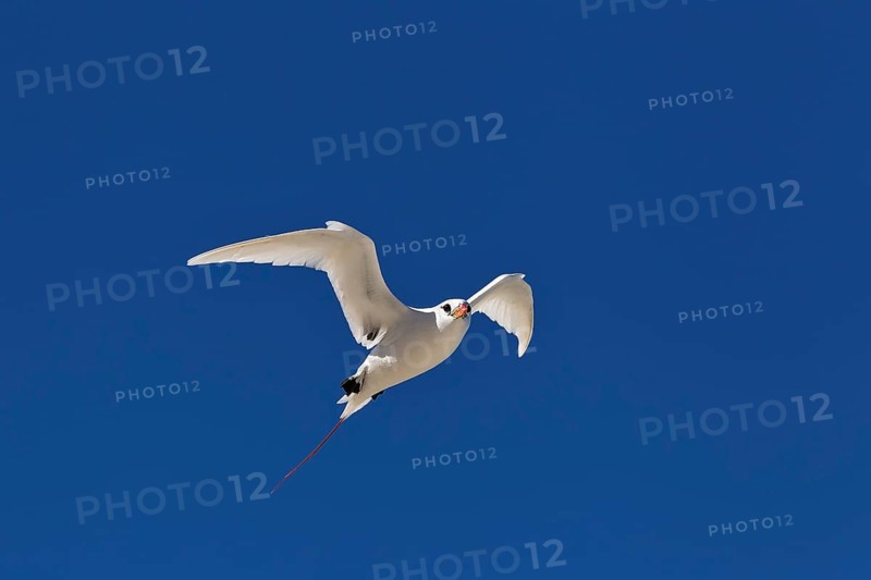 Red-tailed tropicbird (Phaethon rubricauda) Flying with wings spread