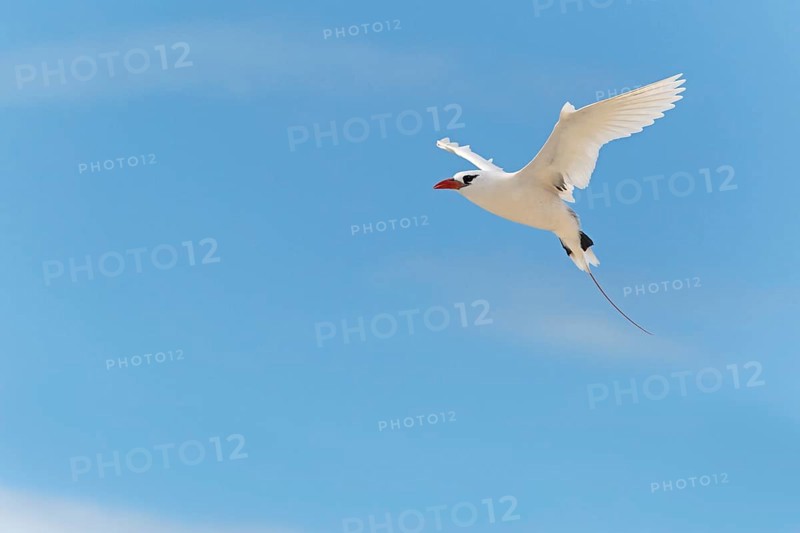 Red-tailed tropicbird (Phaethon rubricauda) flying with wings spread