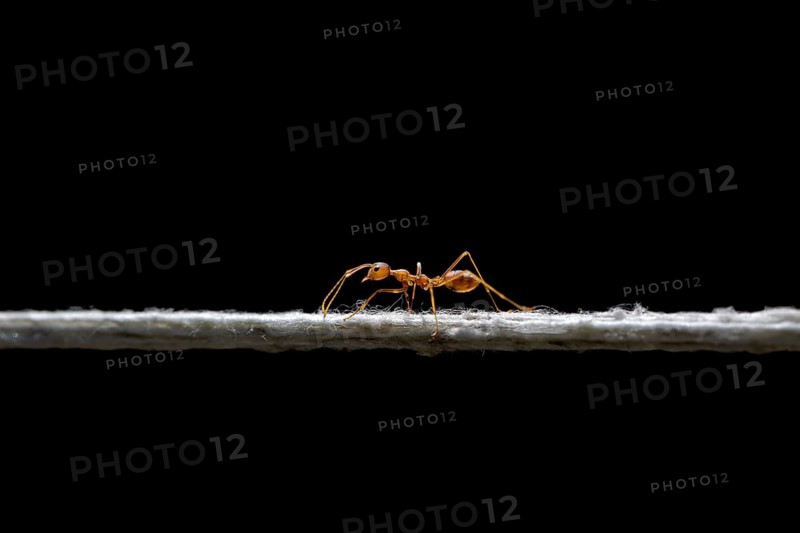 Weaver ant (Oecophylla smaragdina) balancing on a cord