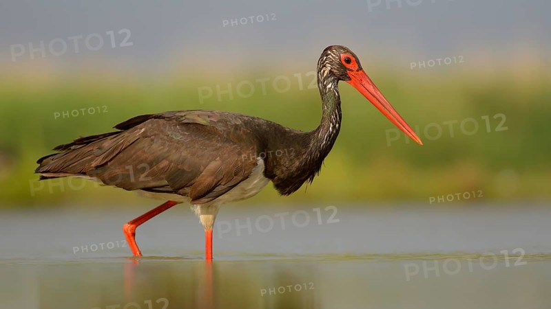 Black stork (Ciconia nigra) walking through fishpond