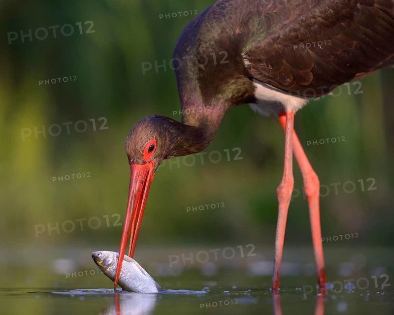 Black stork (Ciconia nigra) with prey in beak